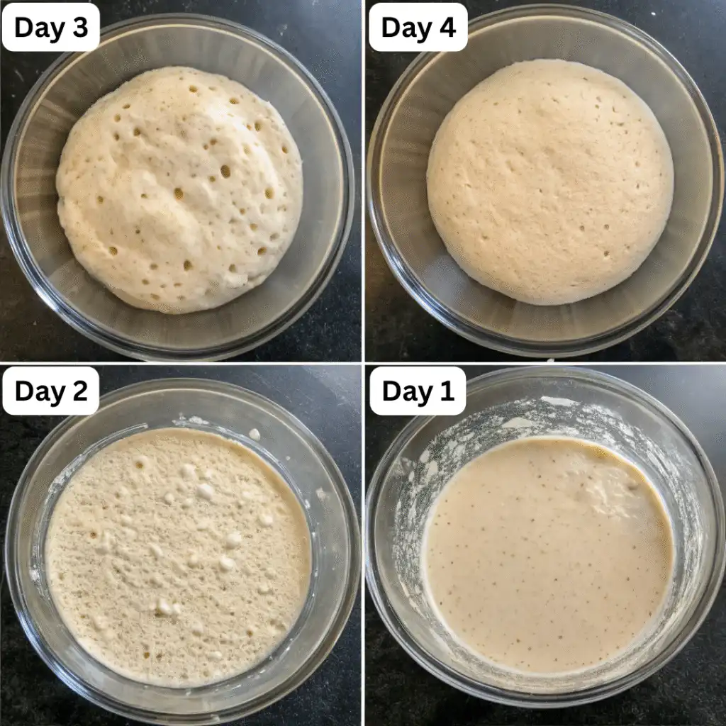 Time-lapse images of sourdough starter developing over a week