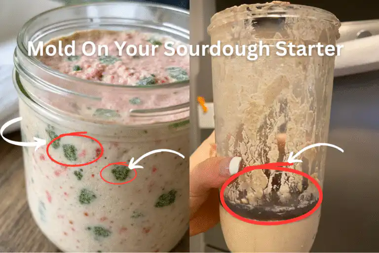 Mold On Sourdough Starter