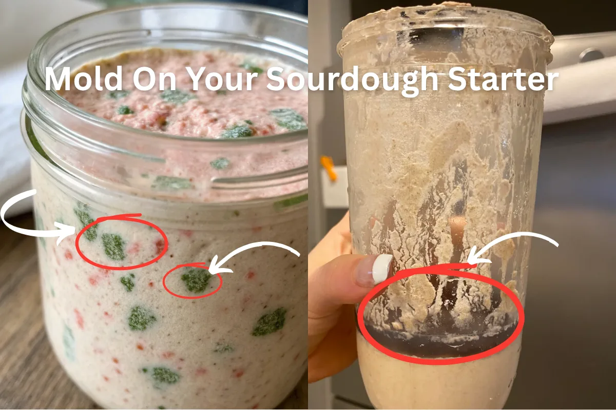 🥖 Sourdough Starter Basics 3 Moldy Sourdough Starter: Easy Guide to Save or Start Over
